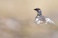 Ptarmigan, Cairngorms, June, 2021