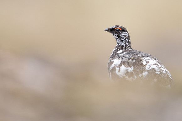 Ptarmigan, Cairngorms, June, 2021