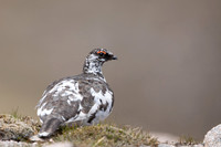 Ptarmigan, Cairngorms, June, 2021