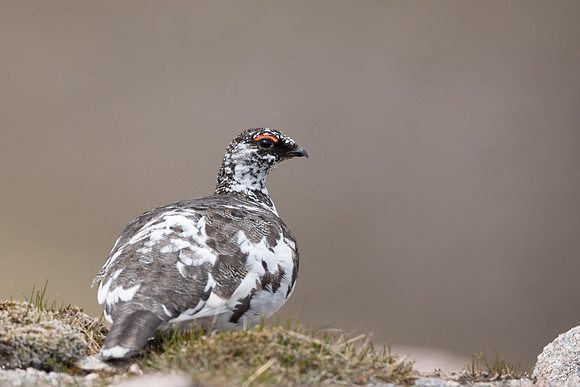 Ptarmigan, Cairngorms, June, 2021