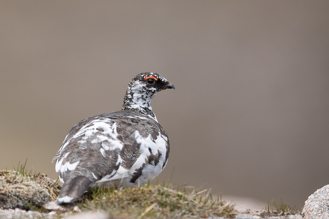Ptarmigan, Cairngorms, June, 2021
