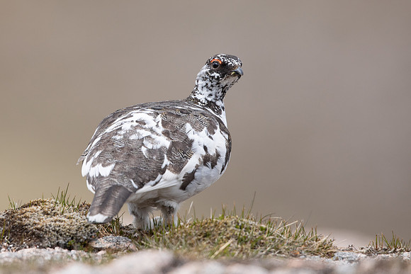 Ptarmigan, Cairngorms, June, 2021