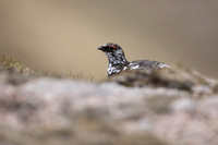Ptarmigan, Cairngorms, June, 2021