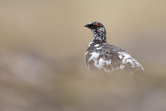 Ptarmigan, Cairngorms, June, 2021