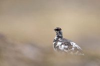 Ptarmigan, Cairngorms, June, 2021