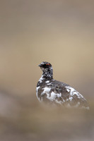 Ptarmigan, Cairngorms, June, 2021
