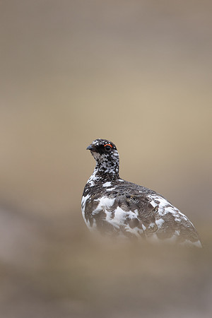 Ptarmigan, Cairngorms, June, 2021