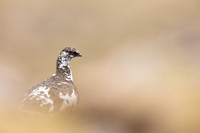 Ptarmigan