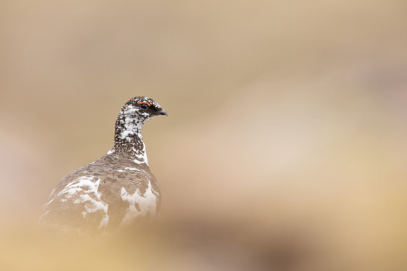 Ptarmigan, Cairngorms, June, 2021