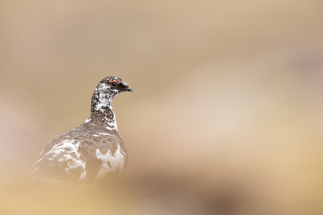 Ptarmigan, Cairngorms, June, 2021