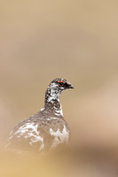 Ptarmigan, Cairngorms, June, 2021