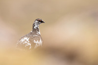 Ptarmigan, Cairngorms, June, 2021
