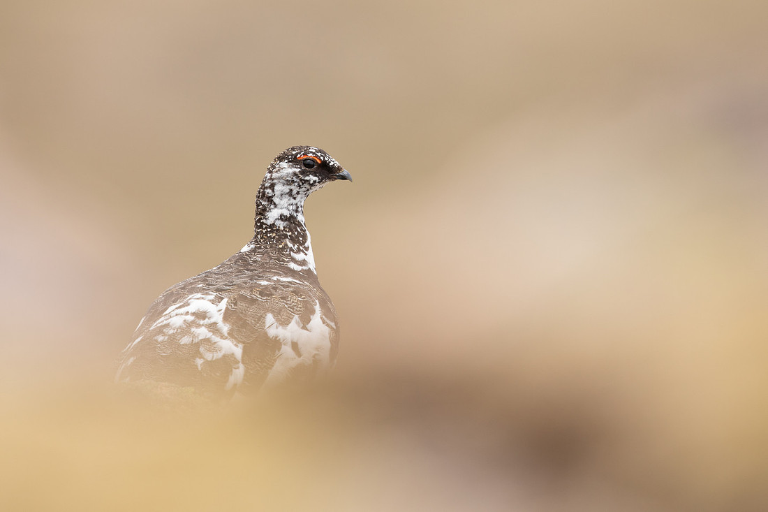 Ptarmigan, Cairngorms, June, 2021