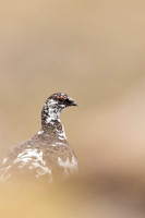 Ptarmigan, Cairngorms, June, 2021