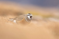 Dotterel, Cairngorms, June 2021