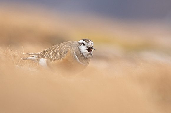 Dotterel, Cairngorms, June 2021
