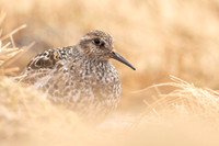 Purple Sandpiper, Cairngorms, June 2021