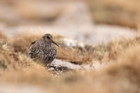 Purple Sandpiper, Cairngorms, June 2021