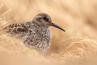 Purple Sandpiper, Cairngorms, June 2021