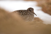 Purple Sandpiper, Cairngorms, June 2021