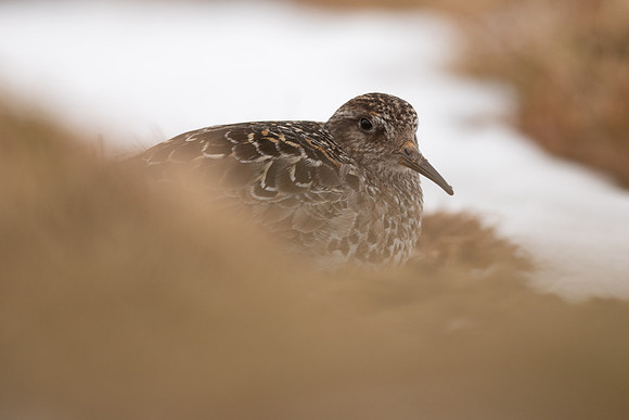 Purple Sandpiper, Cairngorms, June 2021
