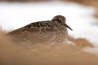 Purple Sandpiper, Cairngorms, June 2021