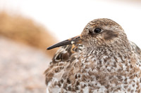 Purple Sandpiper, Cairngorms, June 2021