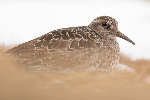 Purple Sandpiper, Cairngorms, June 2021