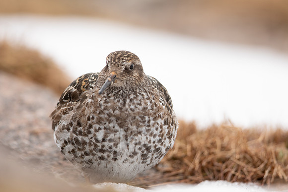 Purple Sandpiper, Cairngorms, June 2021