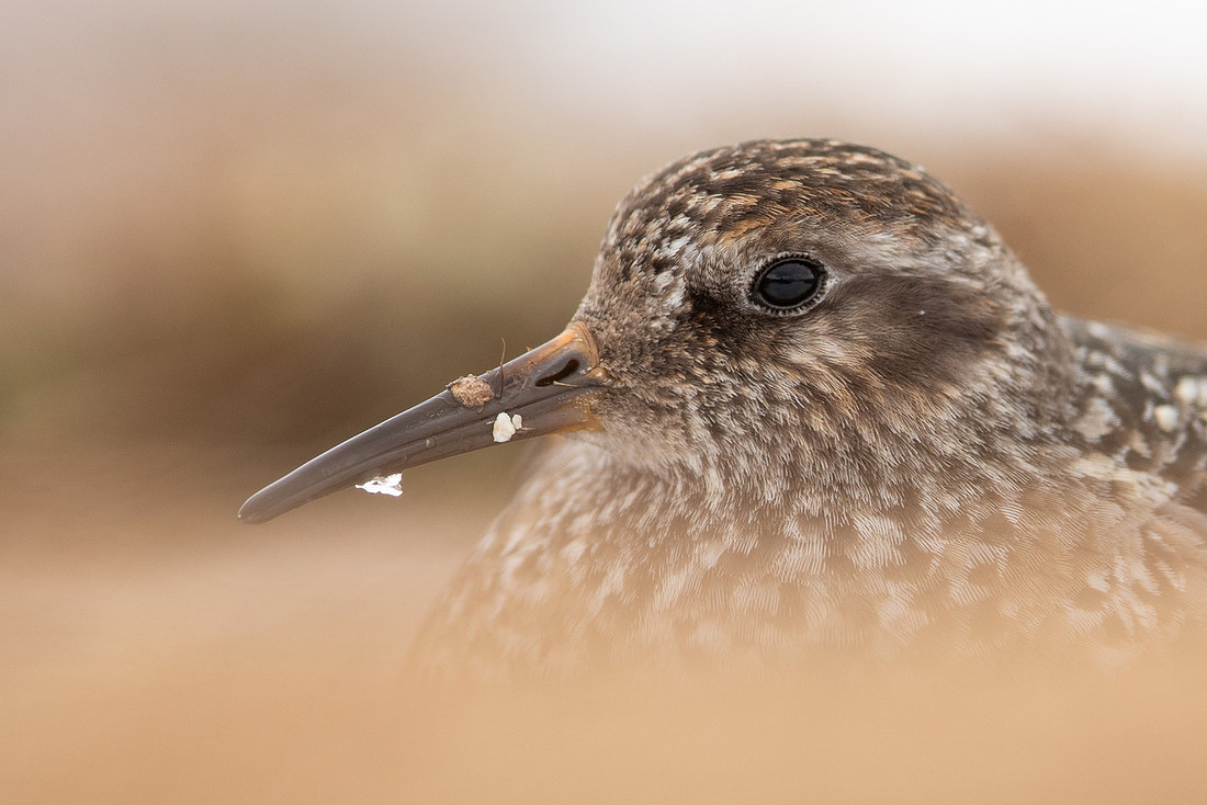 Purple Sandpiper, Cairngorms, June 2021
