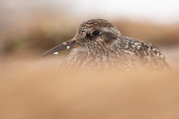 Purple Sandpiper, Cairngorms, June 2021