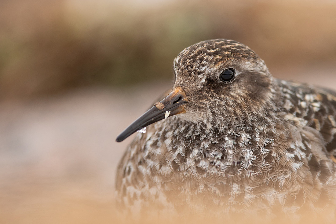 Purple Sandpiper, Cairngorms, June 2021