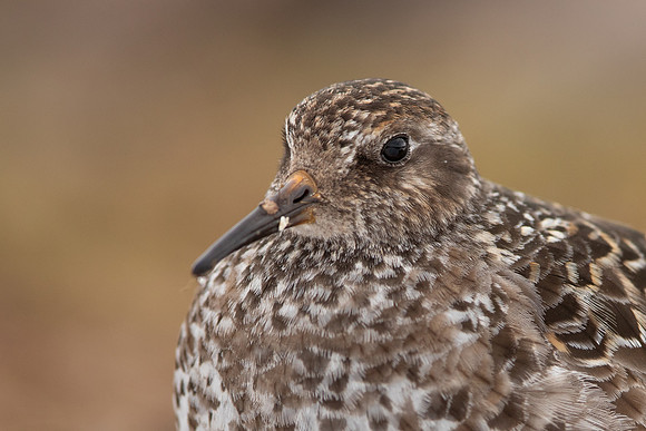 Purple Sandpiper, Cairngorms, June 2021