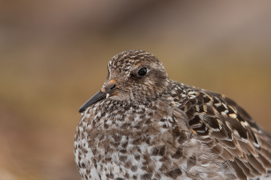 Purple Sandpiper, Cairngorms, June 2021