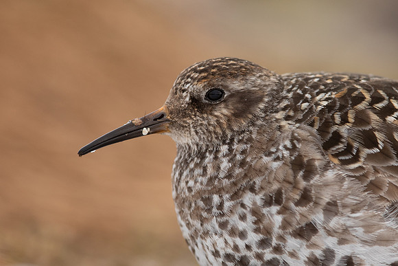 Purple Sandpiper, Cairngorms, June 2021