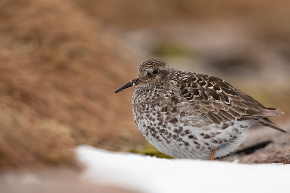 Purple Sandpiper, Cairngorms, June 2021