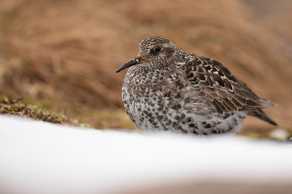Purple Sandpiper, Cairngorms, June 2021