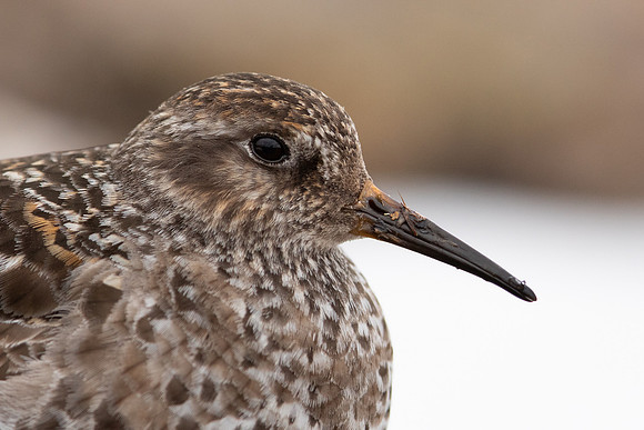 Purple Sandpiper, Cairngorms, June 2021