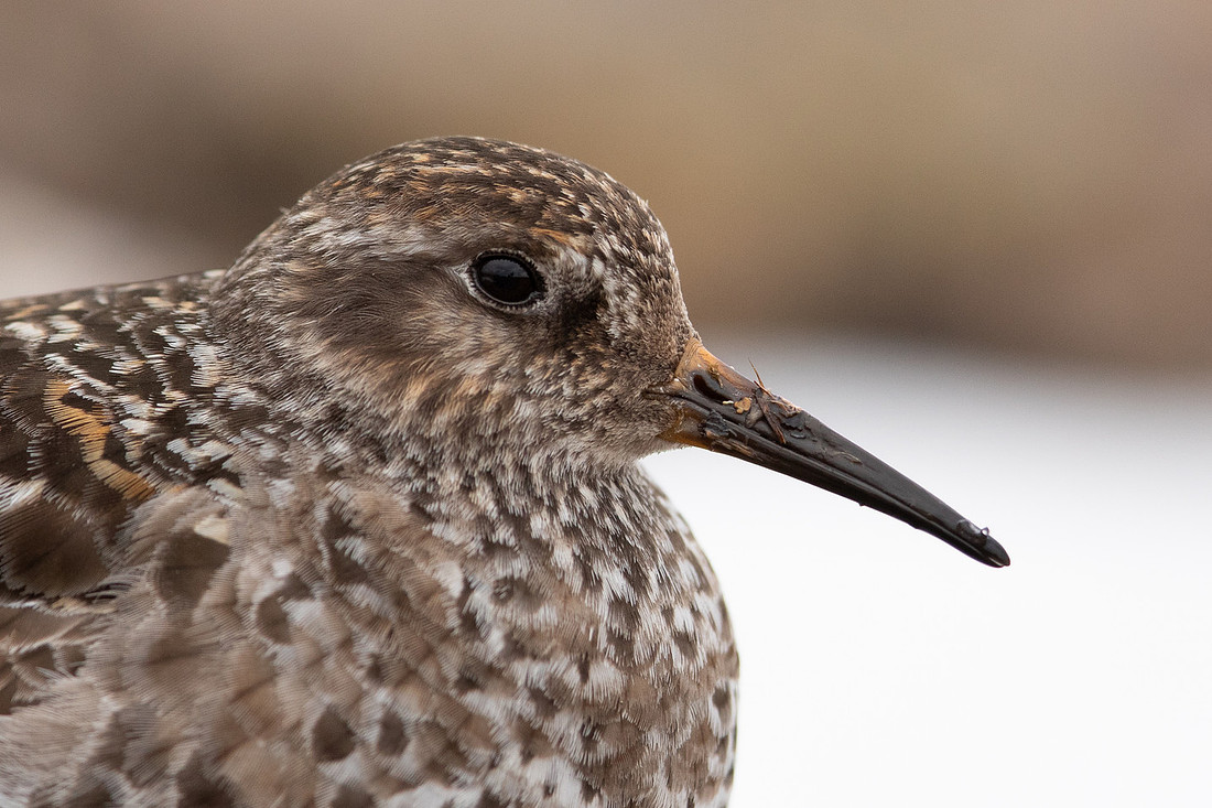 Purple Sandpiper, Cairngorms, June 2021