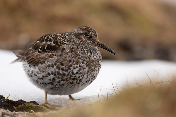 Purple Sandpiper, Cairngorms, June 2021