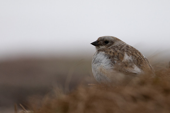 Snow Bunting, Cairngorms, June 2021