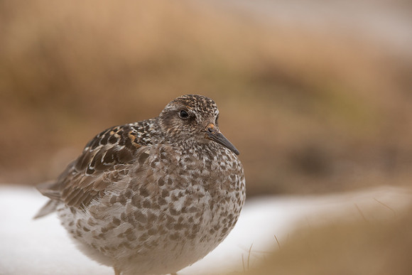 Purple Sandpiper, Cairngorms, June 2021