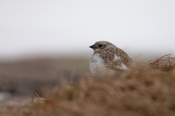 Snow Bunting, Cairngorms, June 2021