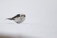 Snow Bunting, Cairngorms, June 2021