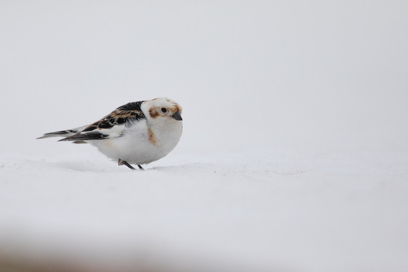 Snow Bunting, Cairngorms, June 2021