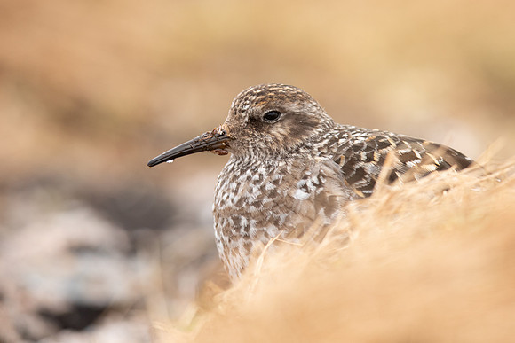 Purple Sandpiper, Cairngorms, June 2021