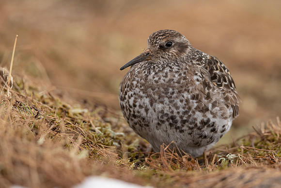 Purple Sandpiper, Cairngorms, June 2021