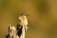 Meadow Pipit