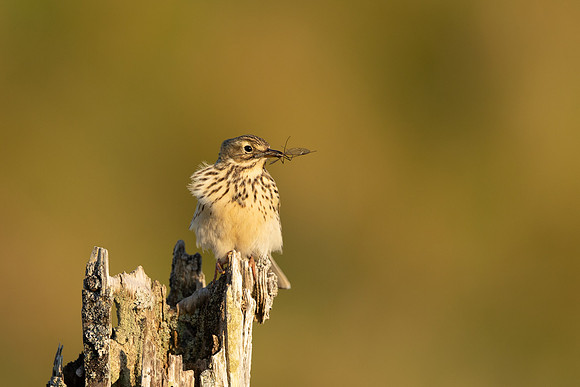 Meadow Pipit, Isle of Mull, May 2021.