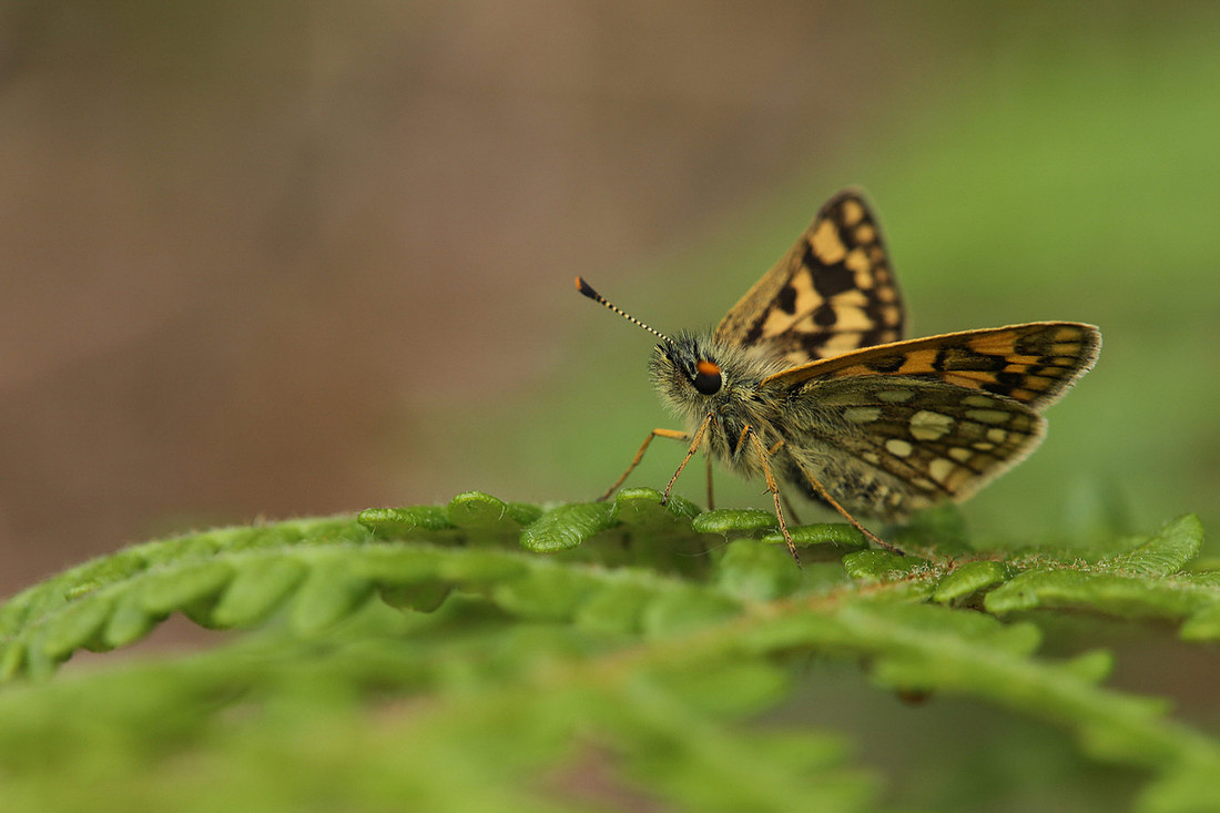 Chequered Skipper, Glasdrum Wood, May 2021